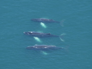 Foto Wale in der Bay of Fundy
